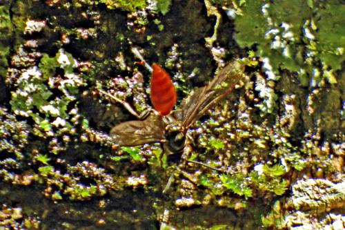 Synoeca sp.